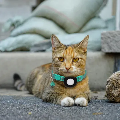 Collier pour chat avec clochette pour AirTag