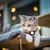 Collier pour chat avec clochette pour AirTag