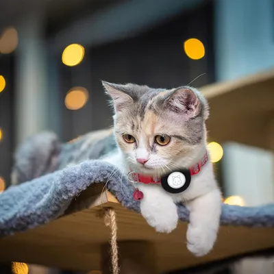 Collier pour chat avec clochette pour AirTag