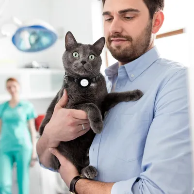 Collier pour chat avec clochette pour AirTag