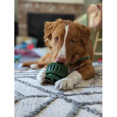 Jouets à mâcher pour chiens remplis de glace et plateaux en silicone
