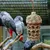ZooVenture Jouets pour perroquets d'oiseaux,Morsure Cage Perroquet en Bois
