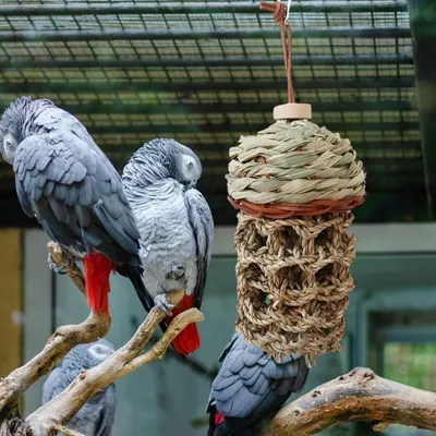 ZooVenture Jouets pour perroquets d'oiseaux,Morsure Cage Perroquet en Bois