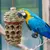 ZooVenture Jouets pour perroquets d'oiseaux,Morsure Cage Perroquet en Bois