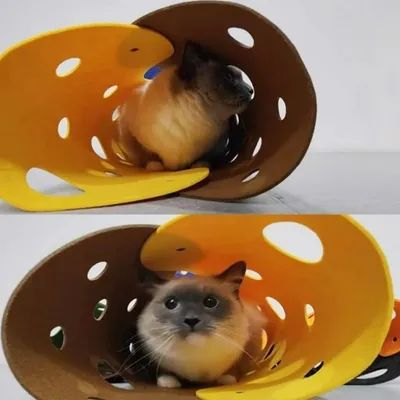 ZooVenture Niche Tente pour Chien Chat