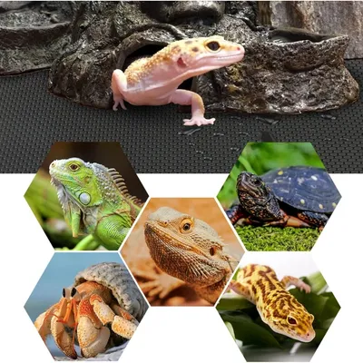 ZooVenture Tapis de terrarium pour reptiles