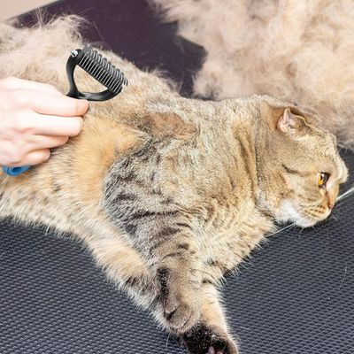 Zooventure Brosse sous - poil pour chiens et chats