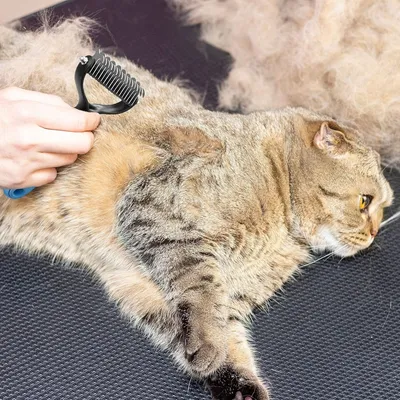 Zooventure Brosse sous - poil pour chiens et chats