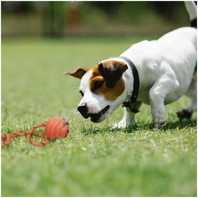ZooVenture Jouets de tir à la corde pour chiens Boule orange