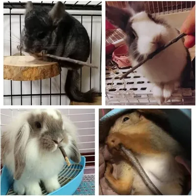 ZooVenture Lot de jouets pour petits animaux