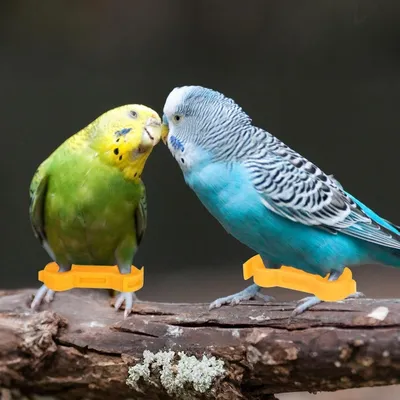 ZooVenture Bandes de cuisse pour poussins