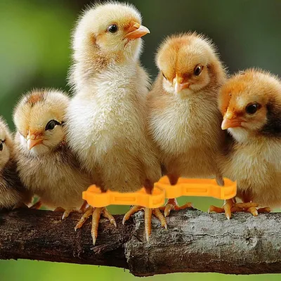 ZooVenture Bandes de cuisse pour poussins