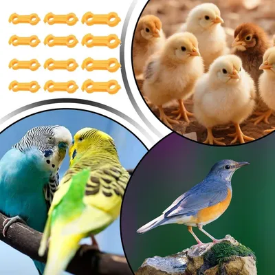 ZooVenture Bandes de cuisse pour poussins