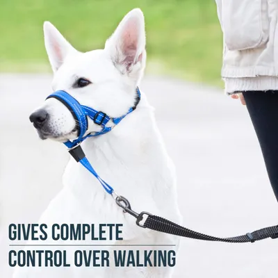 ZooVenture Licol pour chien avec sangle de sécurité ZooVenture Licol pour chien avec sangle de sécurité
