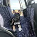 Molly Mutt Autositzbezug Rocketman