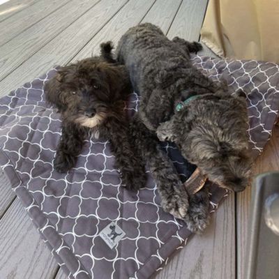 Molly Mutt Tierdecke Clark Gable