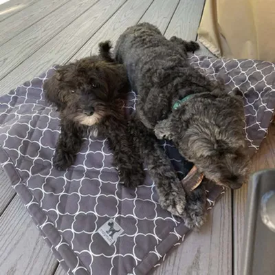 Molly Mutt Couverture pour Chien et Chat Clark Gable