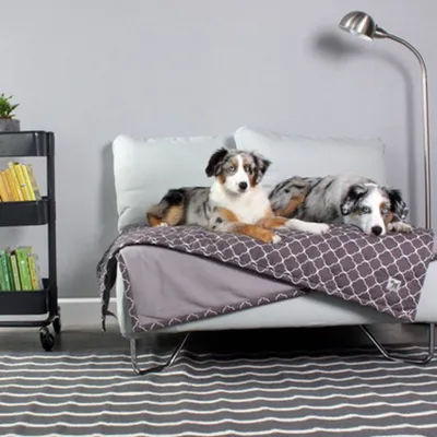 Molly Mutt Couverture pour Chien et Chat Clark Gable