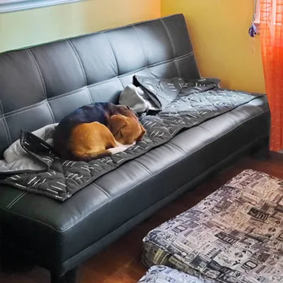 Molly Mutt Couverture pour Chien et Chat Dreams