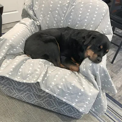 Molly Mutt Couverture pour Chien et Chat Be Still