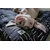 Molly Mutt Housse de Lit pour Chien et Chat Dreams Molly Mutt Housse de Lit pour Chien et Chat Dreams