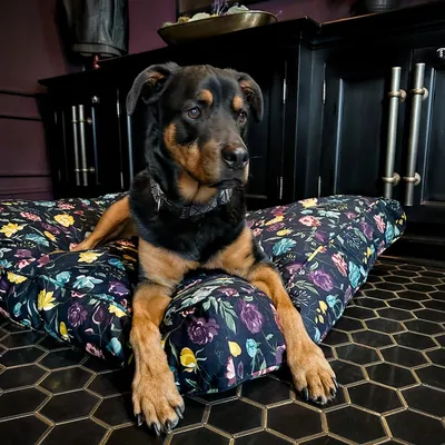 Molly Mutt Housse de Lit pour Chien et Chat Friday Morning