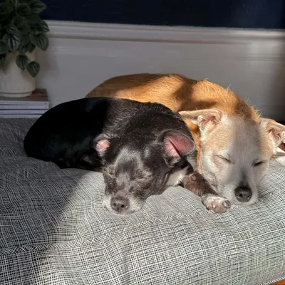 Molly Mutt Housse de Lit pour Chien et Chat River