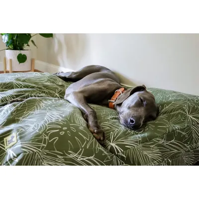 Molly Mutt Housse de Lit pour Chien et Chat Panama