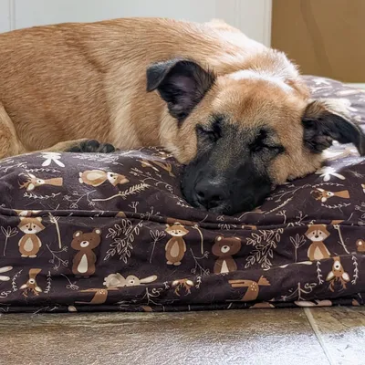Molly Mutt Housse de Lit pour Chien et Chat Gorgeous Beasts