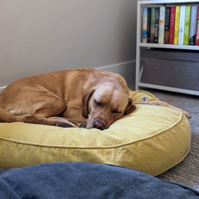 Molly Mutt Bio-Hundebettbezug für Hunde und Katzen Elysium