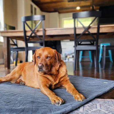 Molly Mutt Housse de Lit Organique pour Chien et Chat Dragonstone