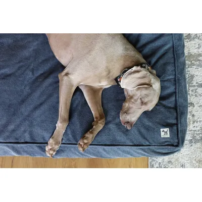 Molly Mutt Housse de Lit Organique pour Chien et Chat Dragonstone