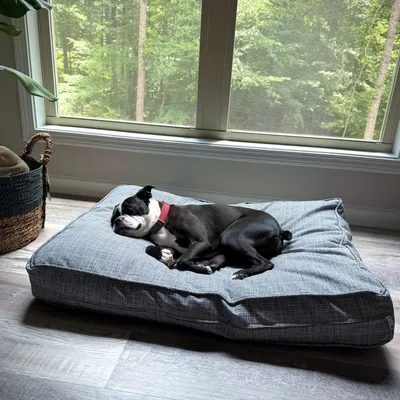 Molly Mutt Housse de Lit pour Chien et Chat River