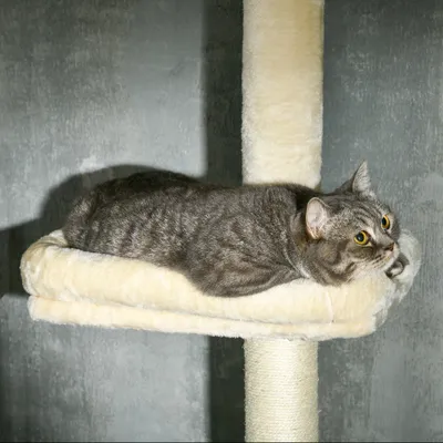 Griffoir pour chat à hauteur réglable