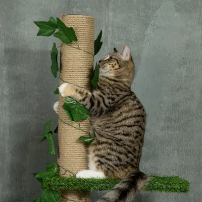 Arbre à chat avec griffoir