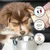 Truffe Moustache – Complément Anti-Stress Naturel Chiens & Chats