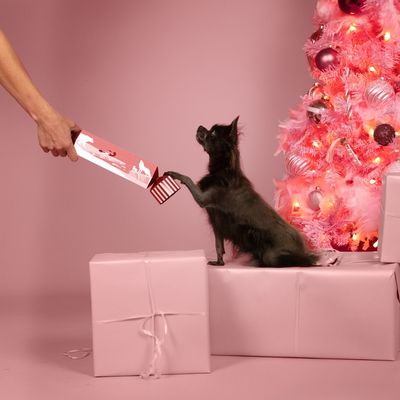 A PET STORE – Le Cracker du Nouvel An pour chiens