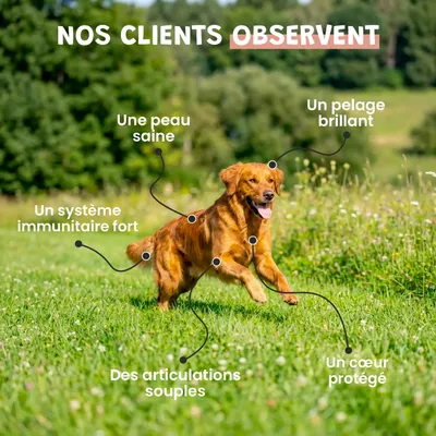 Huile de Saumon - Articulations, Beauté du poil, Oméga 3 - Chien et Chat
