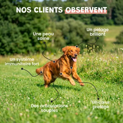 Museau & Co | Lachsöl | Fell & Gelenke | Hund & Katze Museau & Co | Lachsöl | Fell & Gelenke | Hund & Katze