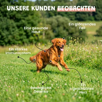 Museau & Co | Lachsöl | Fell & Gelenke | Hund & Katze Museau & Co | Lachsöl | Fell & Gelenke | Hund & Katze
