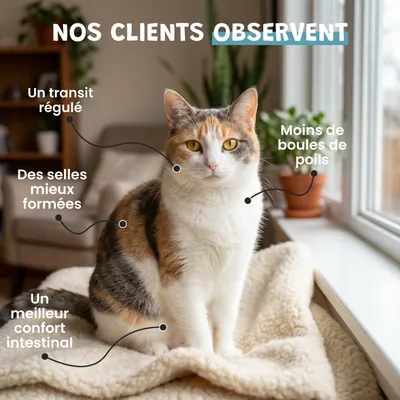 Museau & Co | Flohsamenschalen | Verdauung & Darmtransit | Hund & Katze Museau & Co | Flohsamenschalen | Verdauung & Darmtransit | Hund & Katze