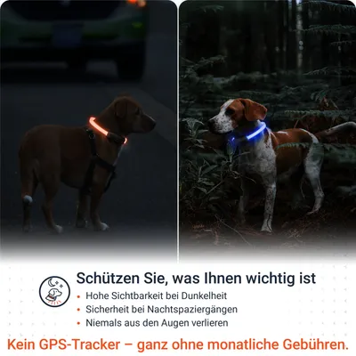 PAJ Leuchthalsband für Hunde – Light Collar