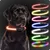 PAJ Collier lumineux pour chien – Light Collar PAJ Collier lumineux pour chien – Light Collar