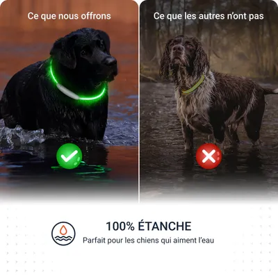 PAJ Collier lumineux pour chien – Light Collar