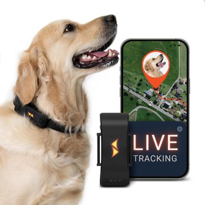PAJ GPS Traceur GPS pour chiens  – Pet Finder 4G