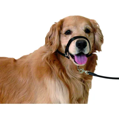 Collier Educatif Easy anti traction