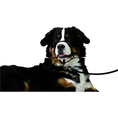 Collier Educatif Easy anti traction