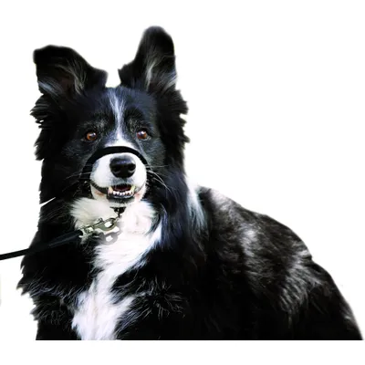 Collier Educatif Easy anti traction