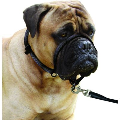 Collier Educatif Easy anti traction