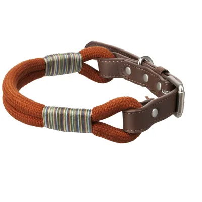Chien Collier Athos Cognac
